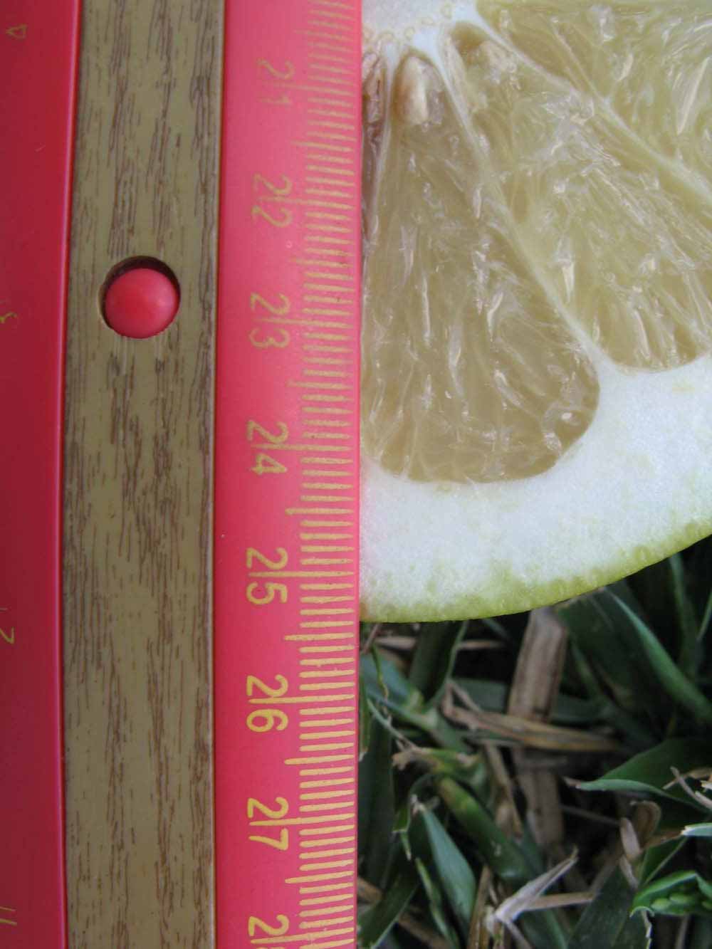              Fruit cross-section (Winter Haven, FL)       